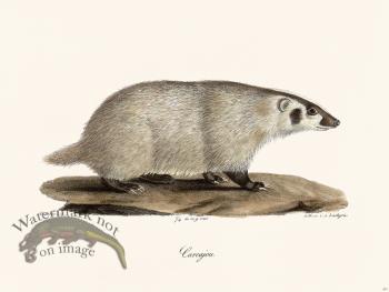 Cuvier 201 Wolverine